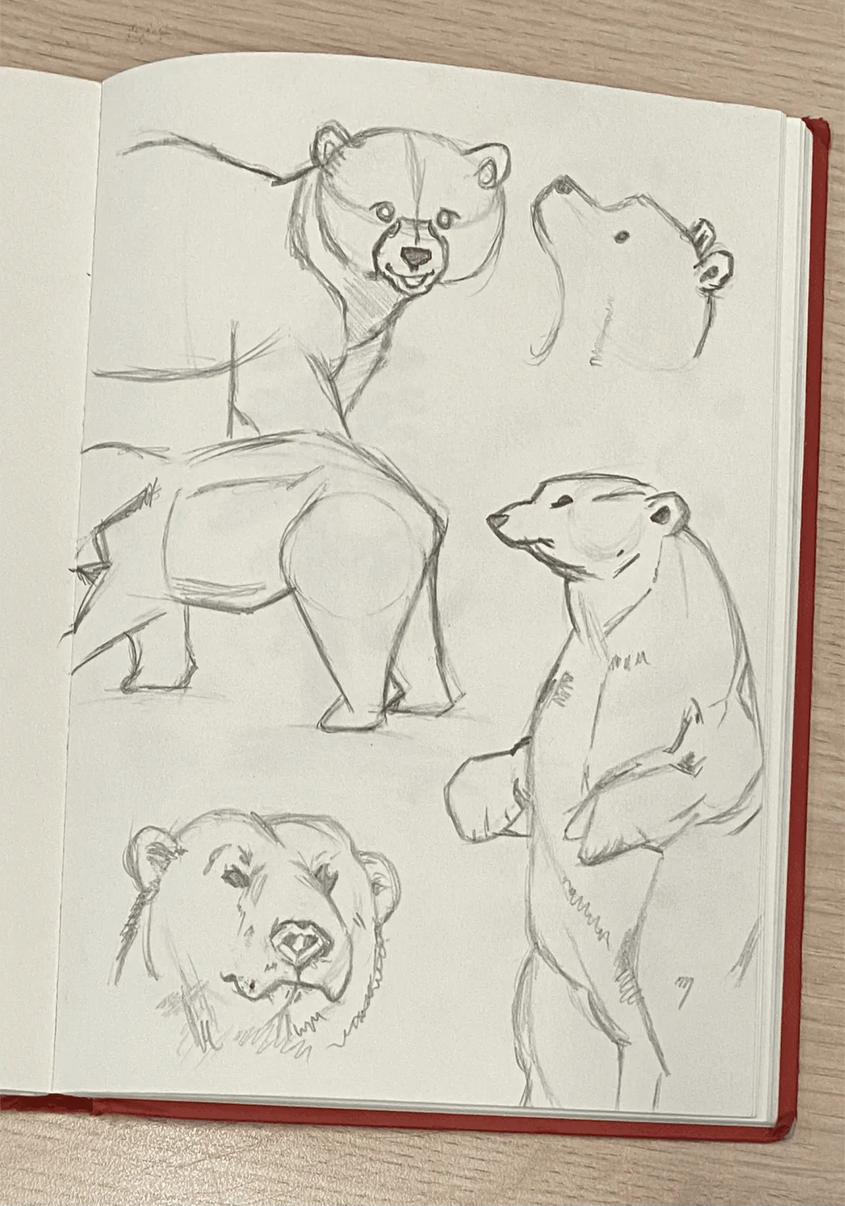 A sketchbook page of pencil studies of bears, drawn from several angles